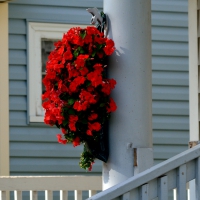 Beautiful Red Roses