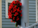 Beautiful Red Roses