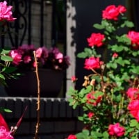 Pink and Red Rose Bushes