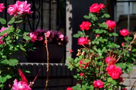 Pink and Red Rose Bushes - pink roses, pink and red rose bushes, rose bushes, pink and red roses, red roses