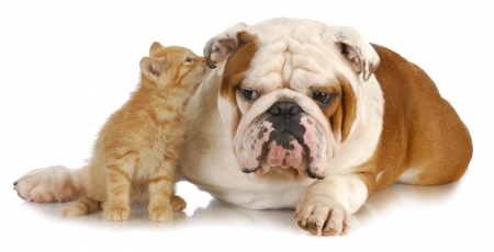 What are you? - pets, question, dog, kitten