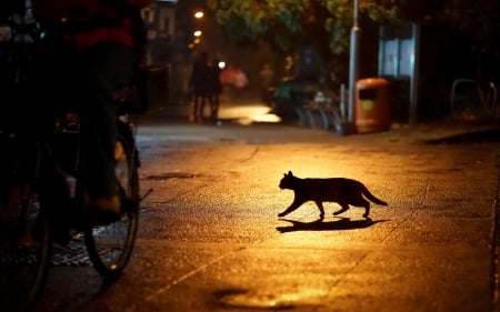 All cats are grey in the dark - silhouette, street, cat, night, orange, animal, black