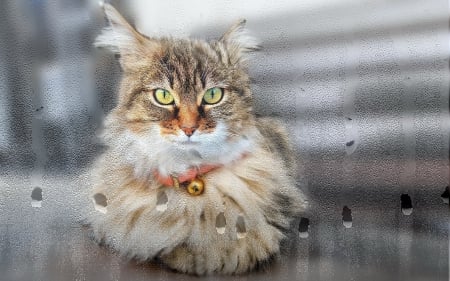 Cat - window, cat, rain, animal, wet