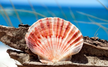 Scallop shell - shell, summer, blue, wood, orange, scallop