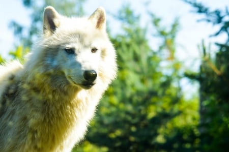 Arctic Wolf - nature, wolves, predator, portrait