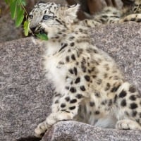 A young snow leopard