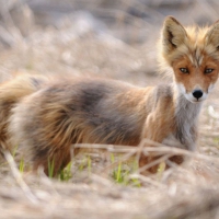 Artic Fox
