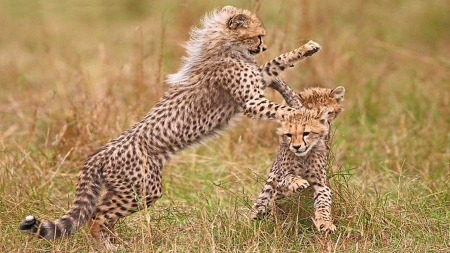 Cheetah at play - running, cheetah, cubs, playing