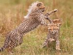 Cheetah at play