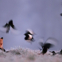 Fox & Magpies