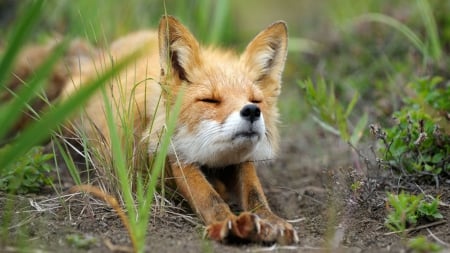 Fox - dog, grass, Fox, stretch