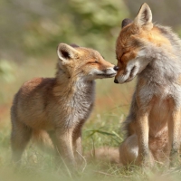 Foxes