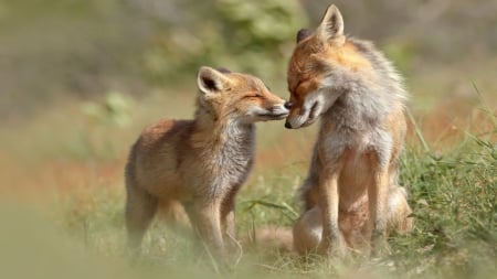 Foxes - dogs, foxes, young, old