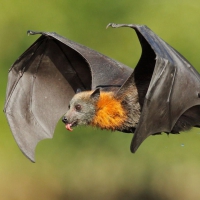 Fruit Bat