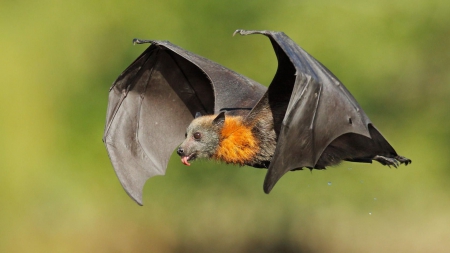 Fruit Bat - flying, bat, black, fruit