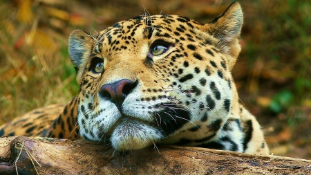 Moody Leopard - leopard, cat, moody, relaxed