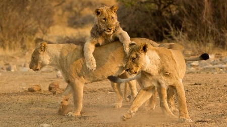 Lions playing - three, lions, playing, group