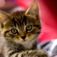 Little Kitty