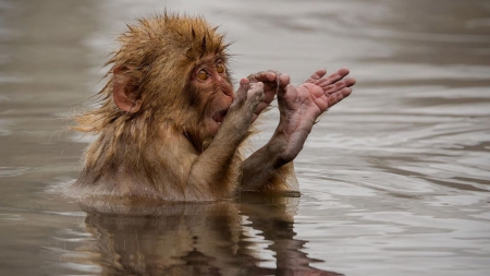 Monkey in water - washing, clean, Monkey, water