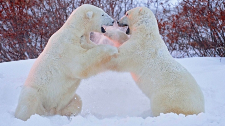 Polar Bears - bears, white, polar, snow