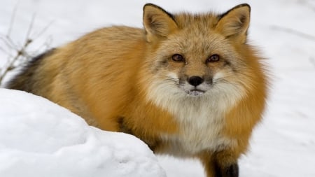 Fox In Snow - deep, snow, fox, cold