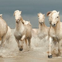 Running Horses