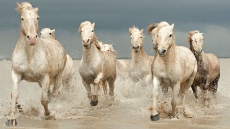 Running Horses - horses, white, running, sea