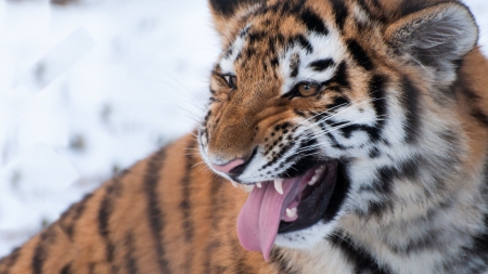 Siberian Tiger - tiger, growl, snow, siberian