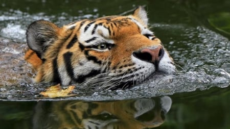 Tiger Swimming - head, Swimming, Tiger, water