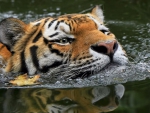 Tiger Swimming