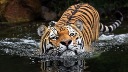 Tiger swimming - water, tiger, swimming, stripes