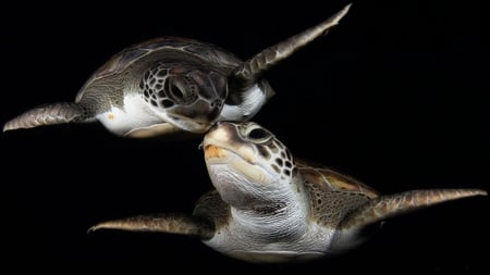 Two Turtles - pair, two, kiss, water, turtles