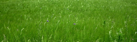 Green Field - nature, hd, wild, green, flowers, field