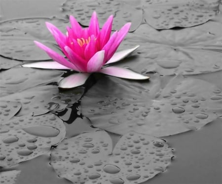 Lily Bright - waterdrops, water, bright, nature, lily, pink, floating, contrast, flower