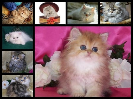 ♥ cute kittens for my friend carmenmbonilla ♥ - kittens, collage, cats, friendship, animals