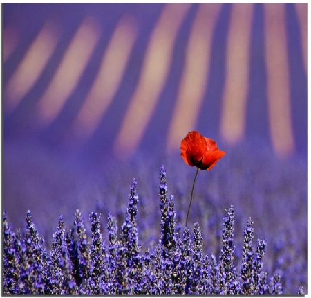 poppy in lavender field