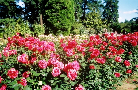 Rose Garden - roses, flowers, nature, garden