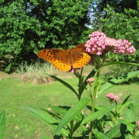 Speyeria Aphrodite on Milkweed