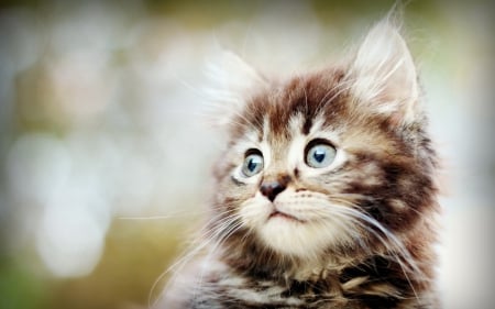 Adorable Kitty â™¥ - cat, adorable, photography, sweet, cute, kitten