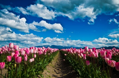 Tulips And Skies - clouds, beautiful, springtime, pink, flowers, tulips, green, field, mountains, sky