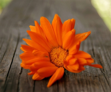 Solitude - flower, board, brown, bright, beauty, orange, single