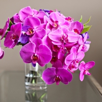 Elegant Orchids