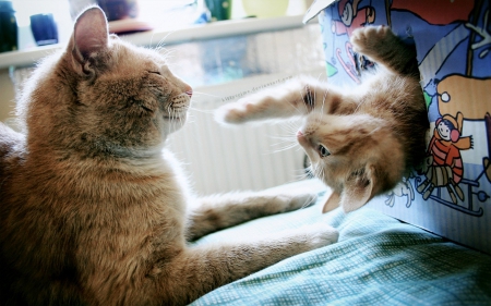 Surprise - surprise, cat, ears, kitten