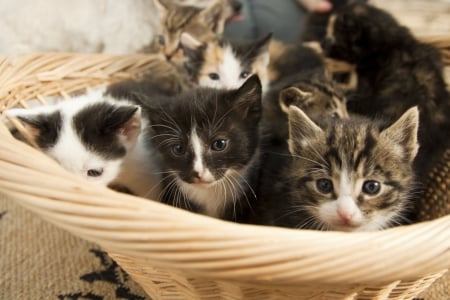 Kittens - cute, neko, kitty, cat