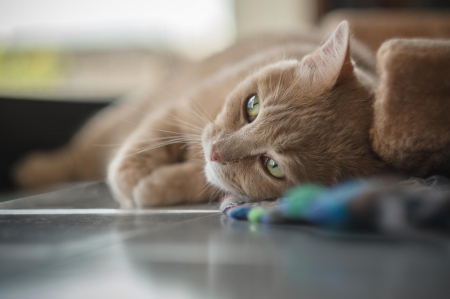 Cat - paws, face, pretty, cute, animals, beautiful, cat, sleeping, kitty, cats, kitten, hat, lovely, cat face