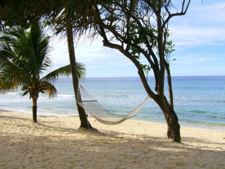 Nature - Palm, Tree, Sea, Beach