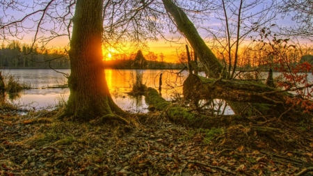 golden sunset hdr - lake, trees, reflection, shore, hdr, sunset, gold