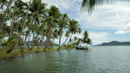 palm forest on shore in a tropical lake - lake, shore, forest, grass