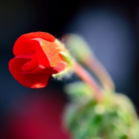 Blooming Macro Rose