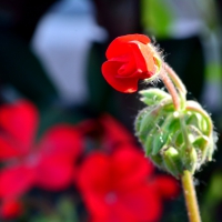 Macro Rose